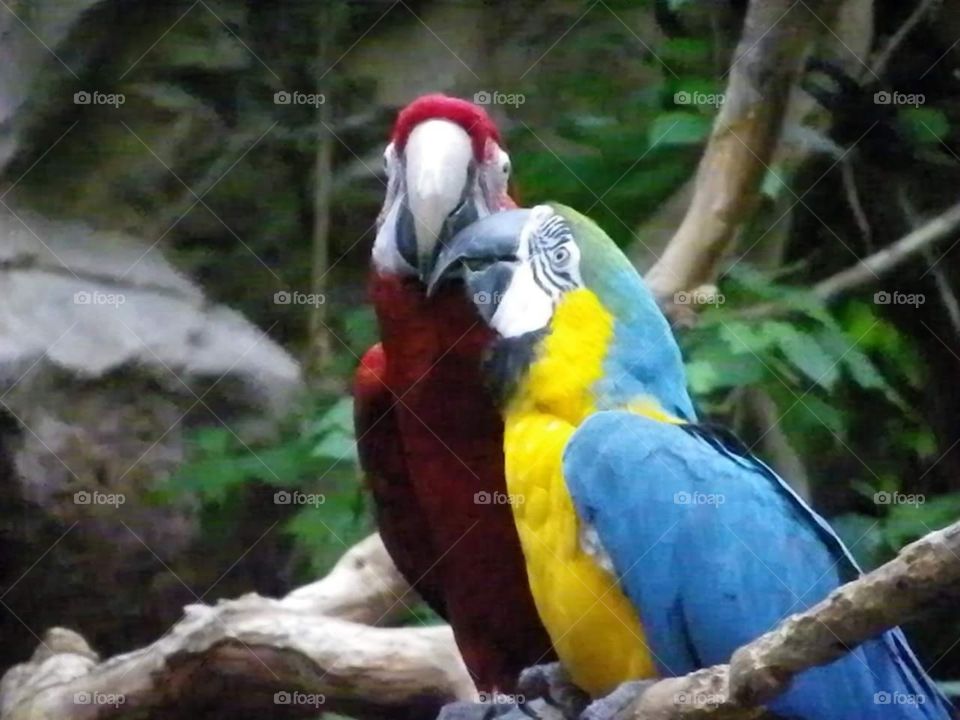 the parrots of love