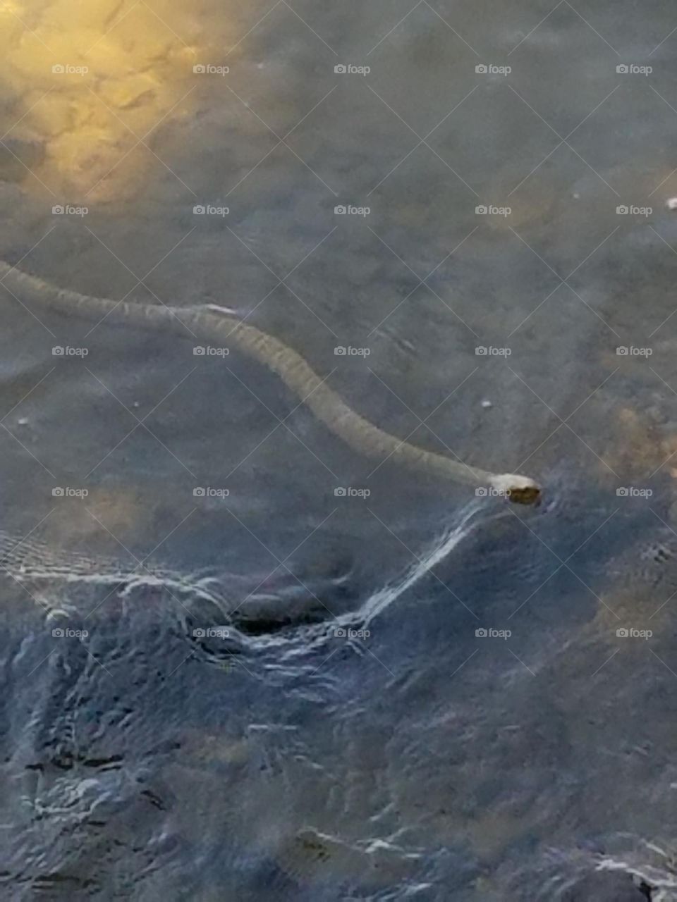 Water Snake 