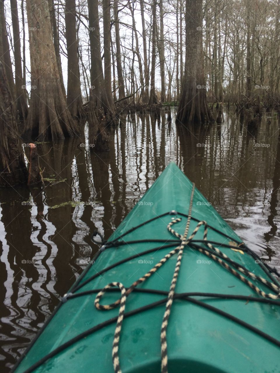 Kayak cypress tree swamp