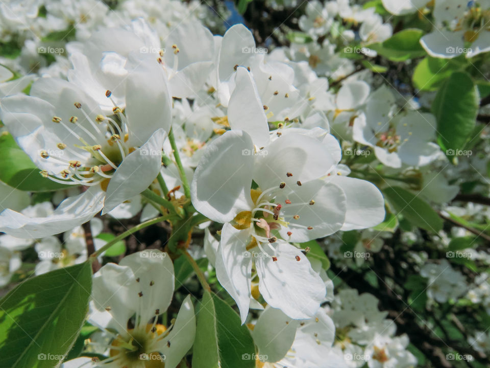 flowering trees in spring on a sunny day