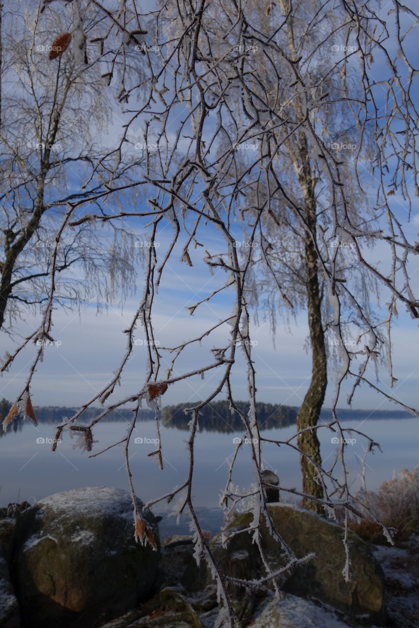 Tree branches against lake