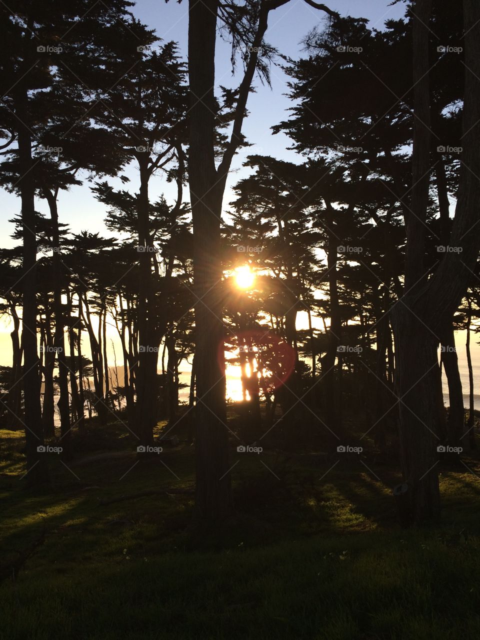 San Francisco beach sunset through the trees 