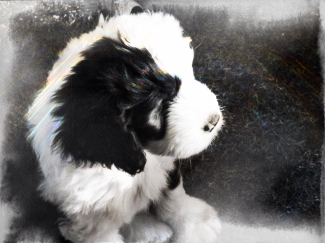 dog puppy valp black and white by kalubro