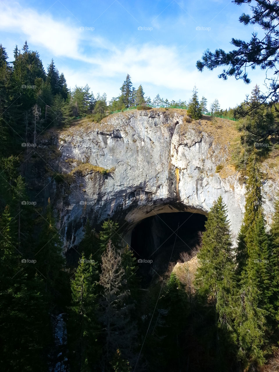 View of cave in forest