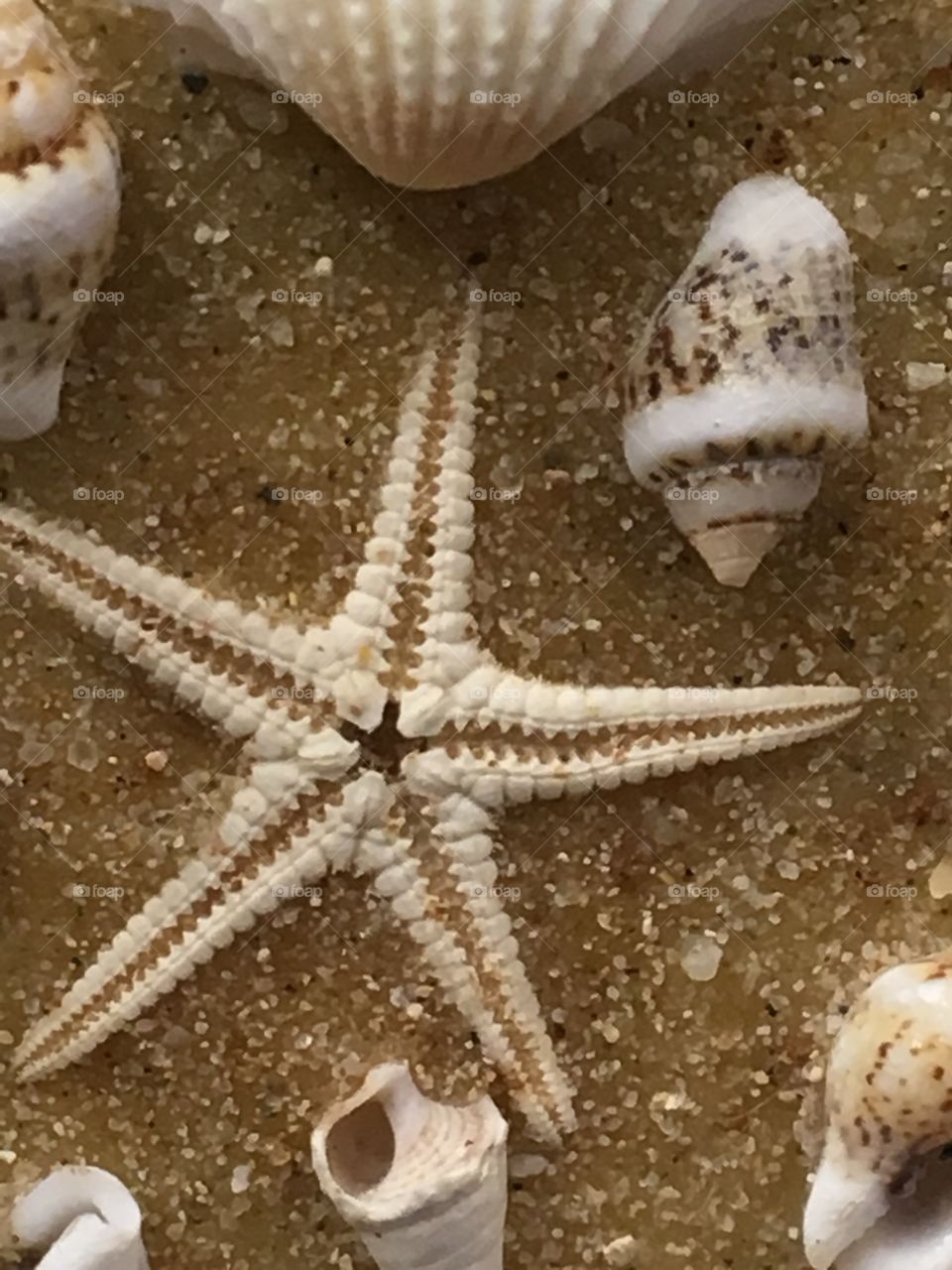 Star fish in the sand
