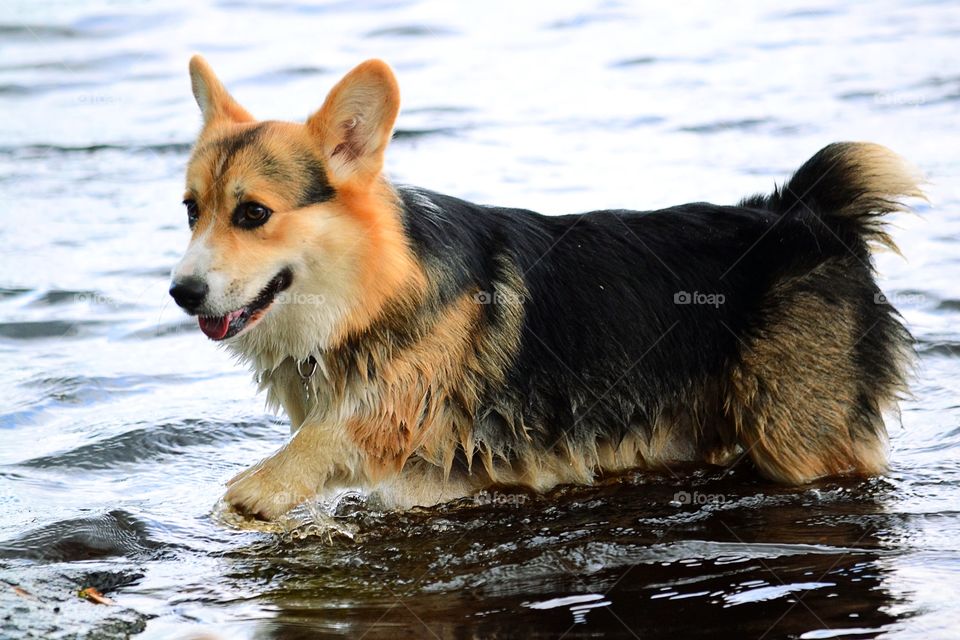 Close-up of dog in water