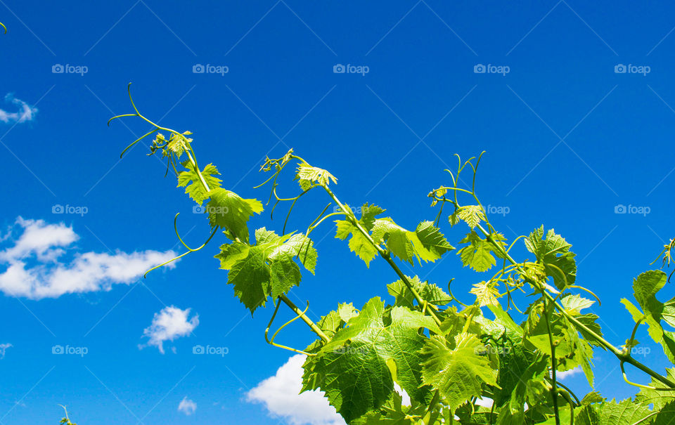 Vineyard in blue sky with white clouds 