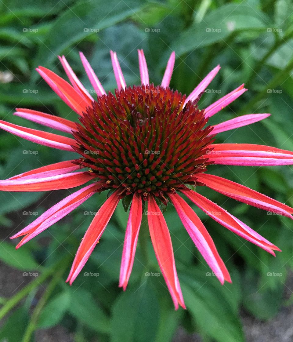 Cone.. Just a regular ole' cone please.