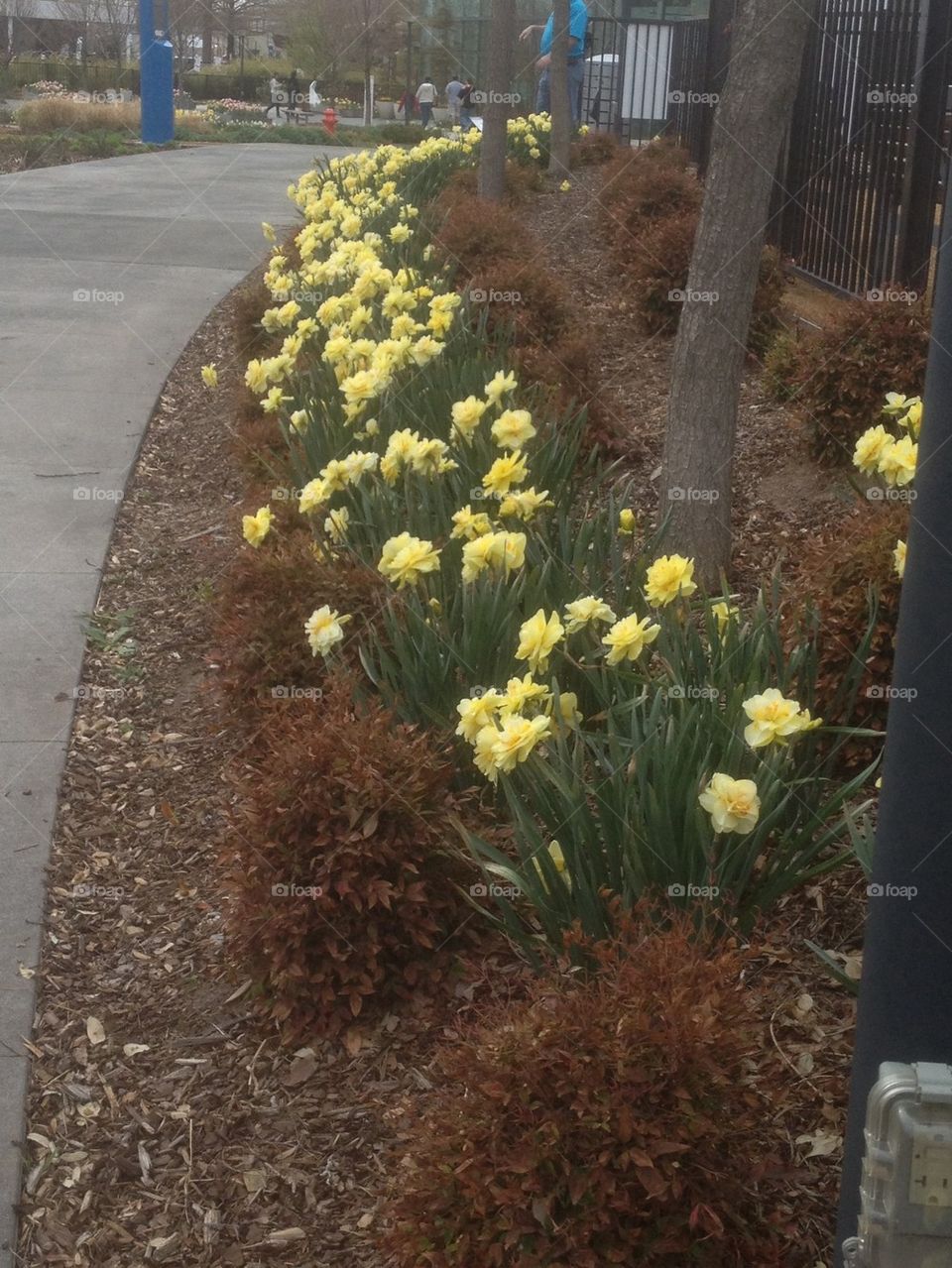 Daffodil lane