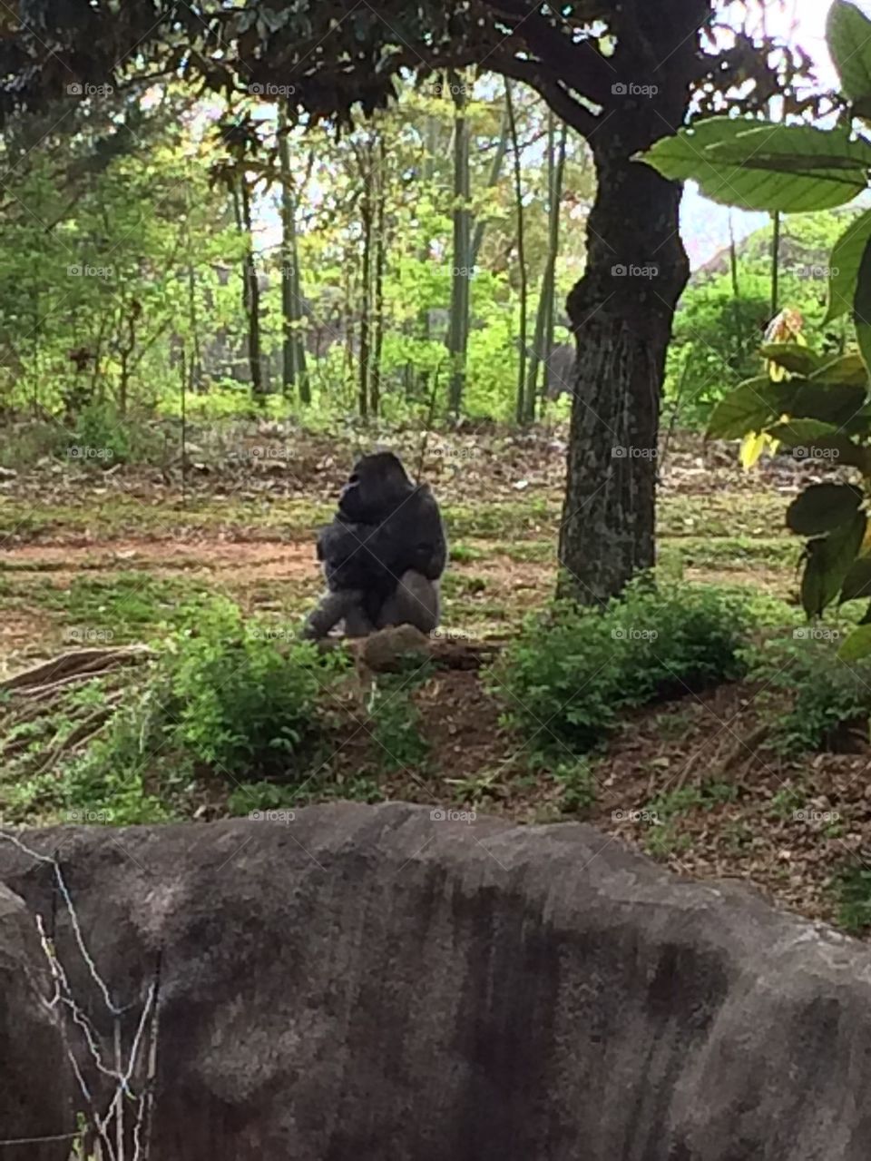Thinking Gorilla
