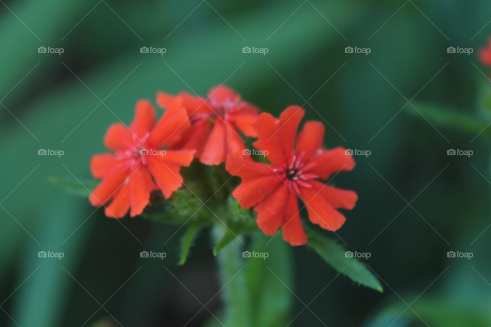 Beetle, flowers, macro, purple, red flower, flower in the center, summer, nature, grass, background green,