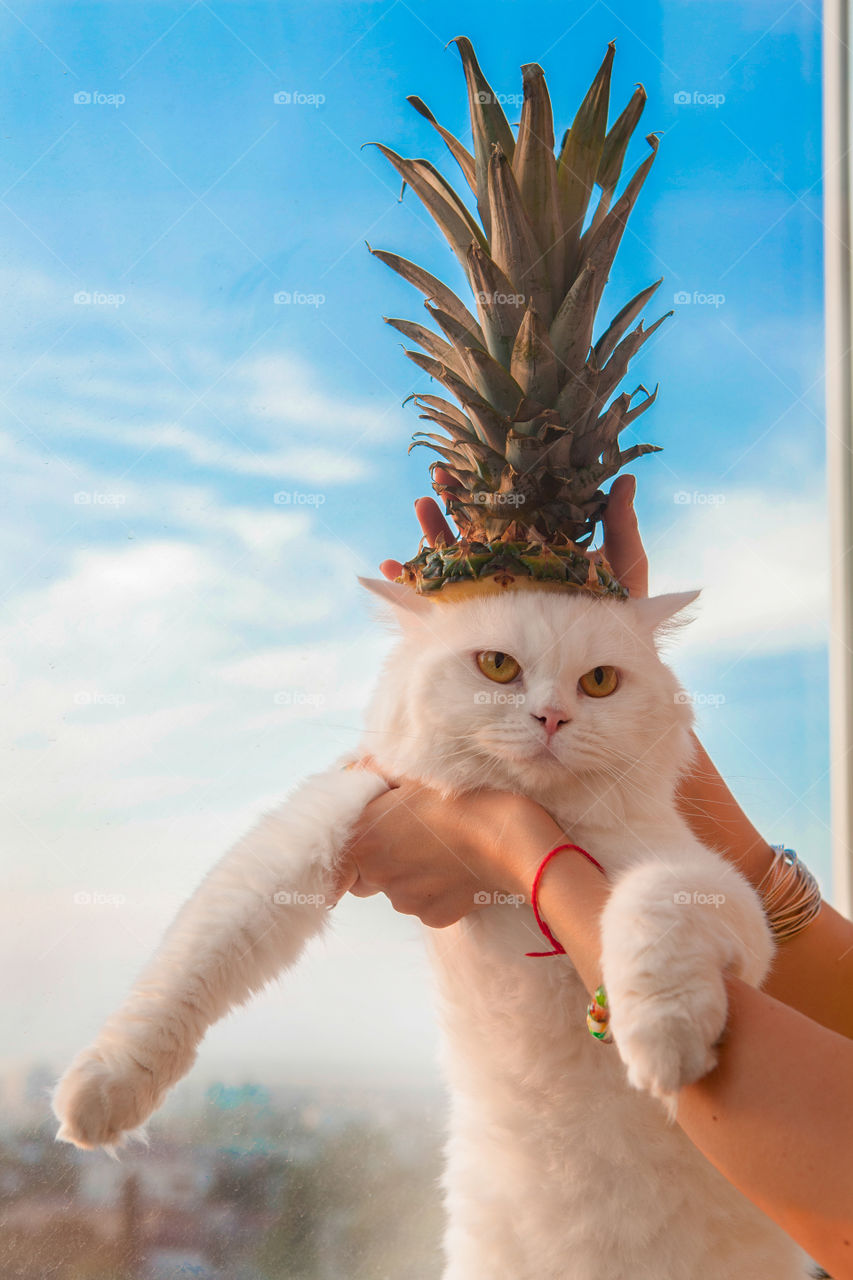 Funny cat with pineapple 