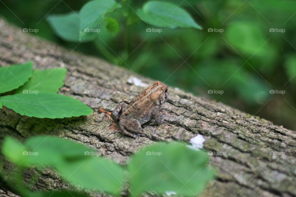 Little frog on a fallen branch 