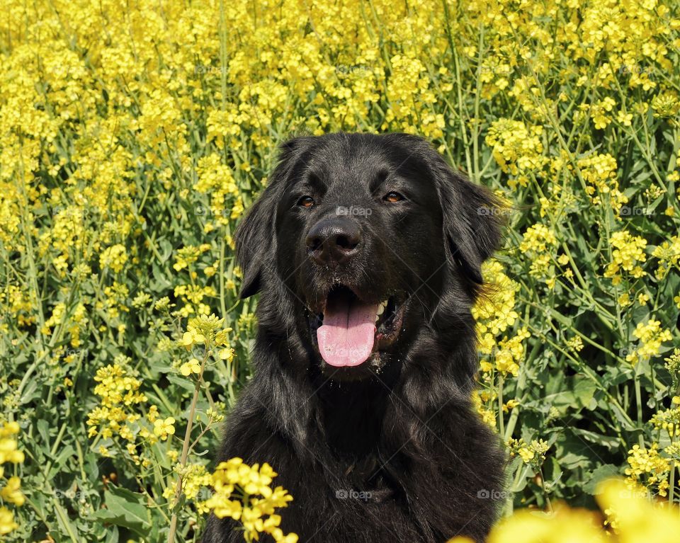 Hovawart in rapeseed field