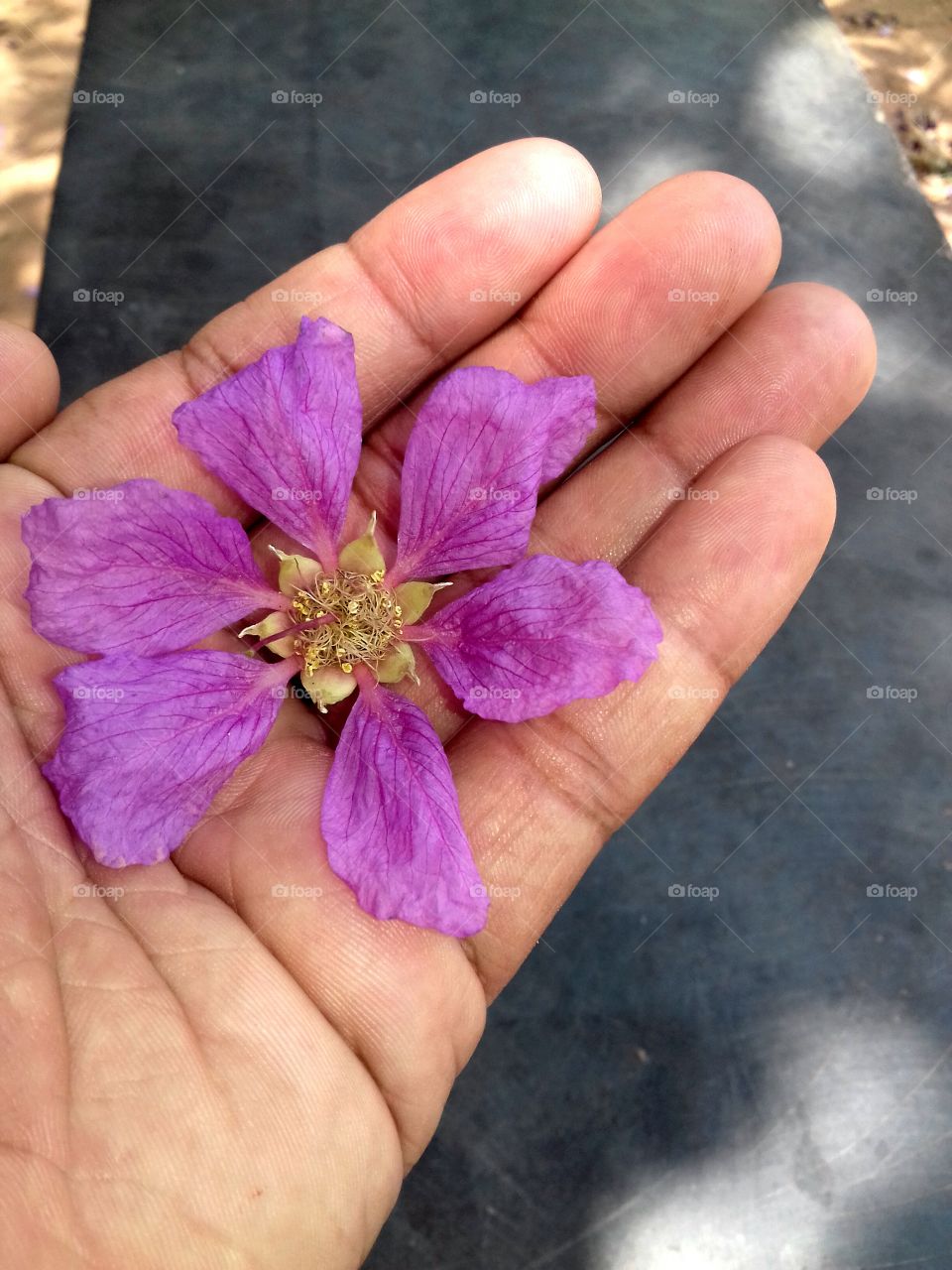 High angle view of purple flower
