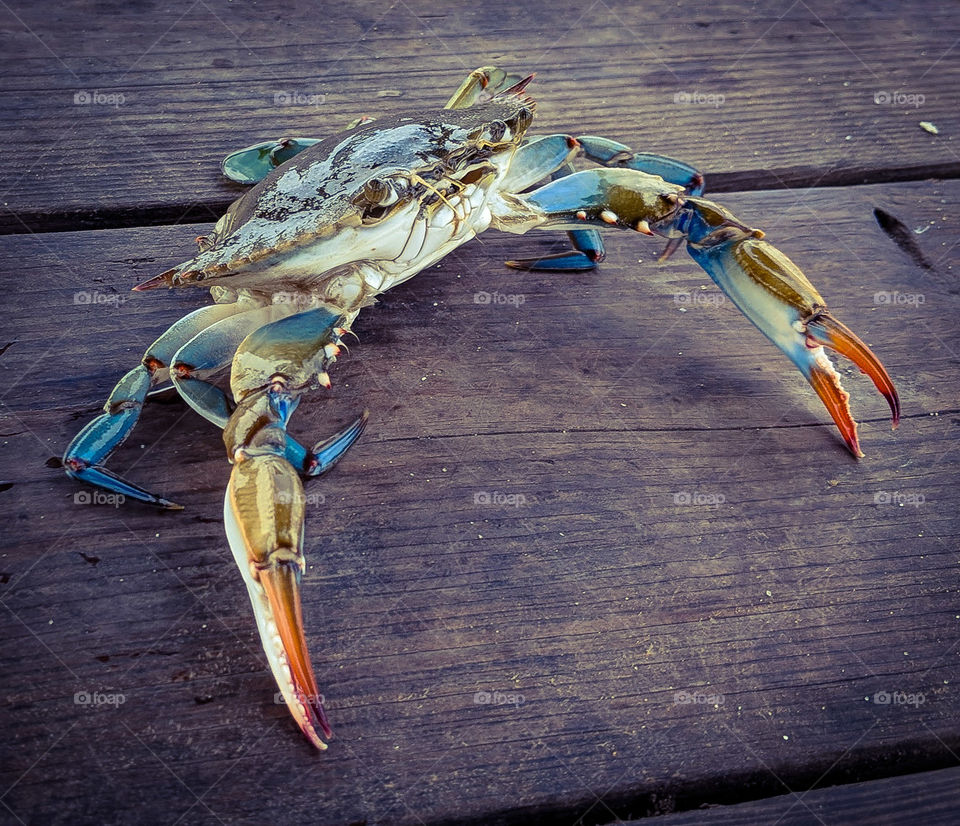 crab on the peir