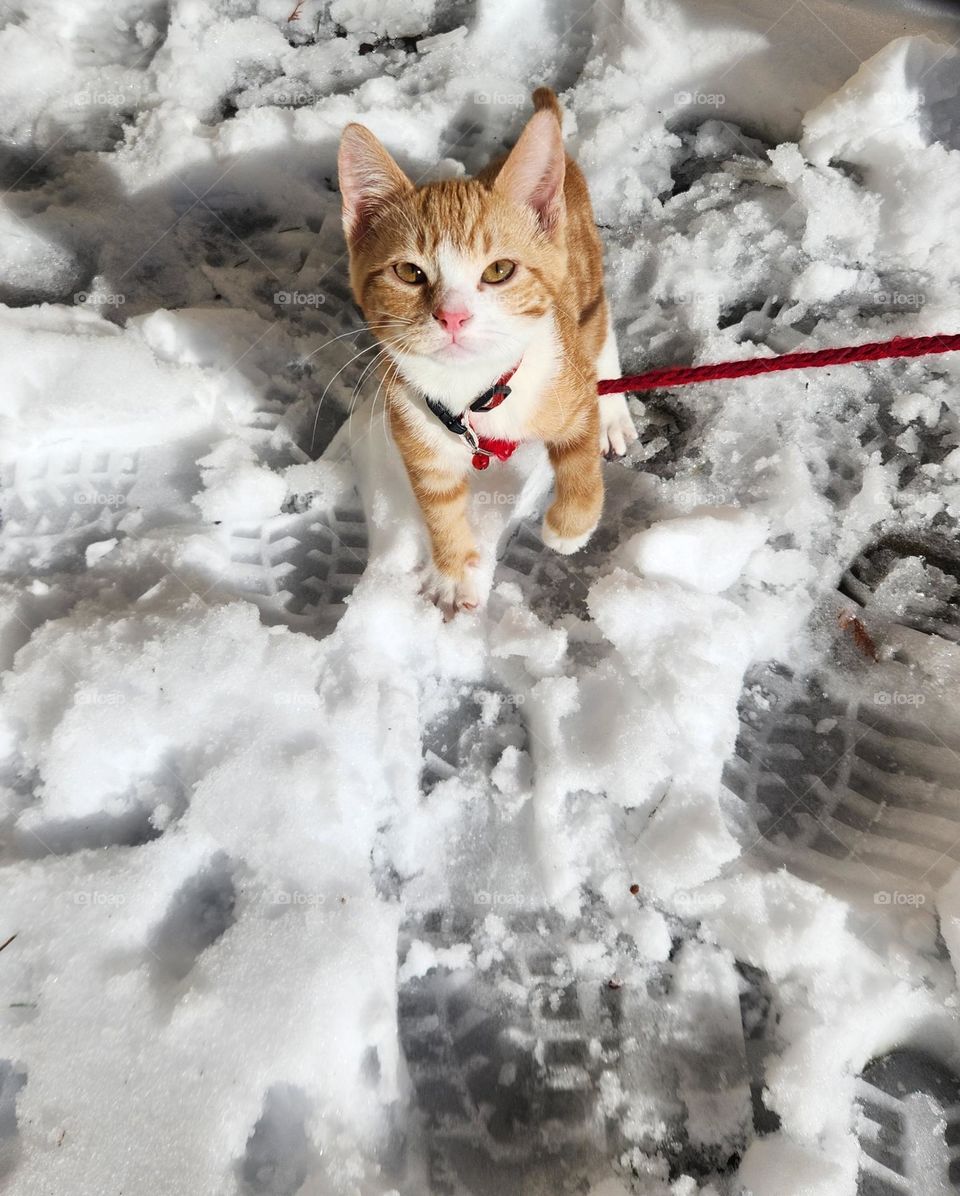 an orange and white tabby kitten looks up from a walk outside in the snow.