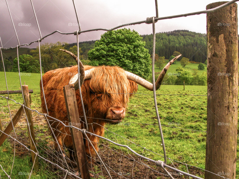 Highland cow