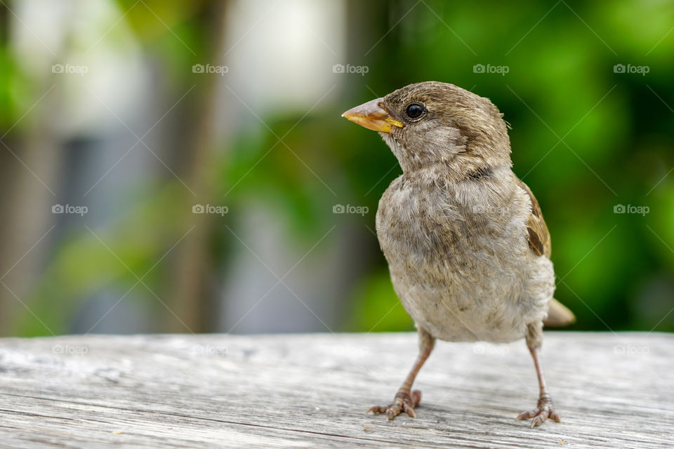 attractive sparrow on a table, regular inhabitant of the city