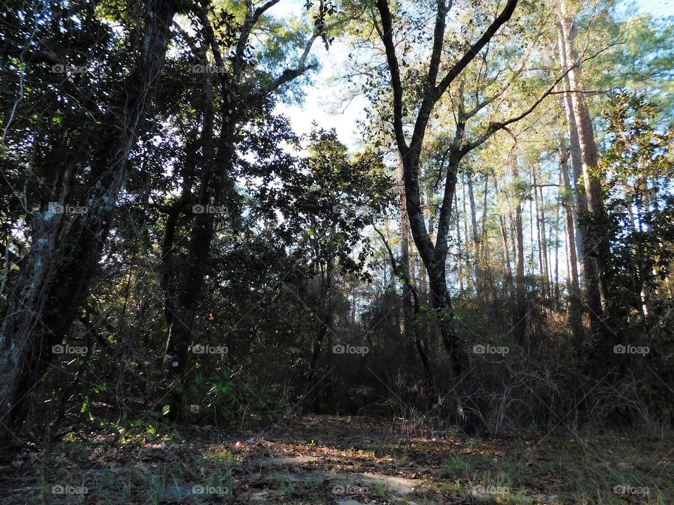 Forest in every season 