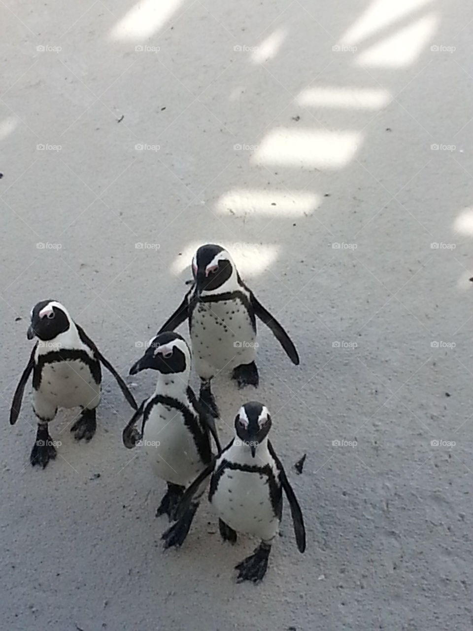 Penguins in Africa