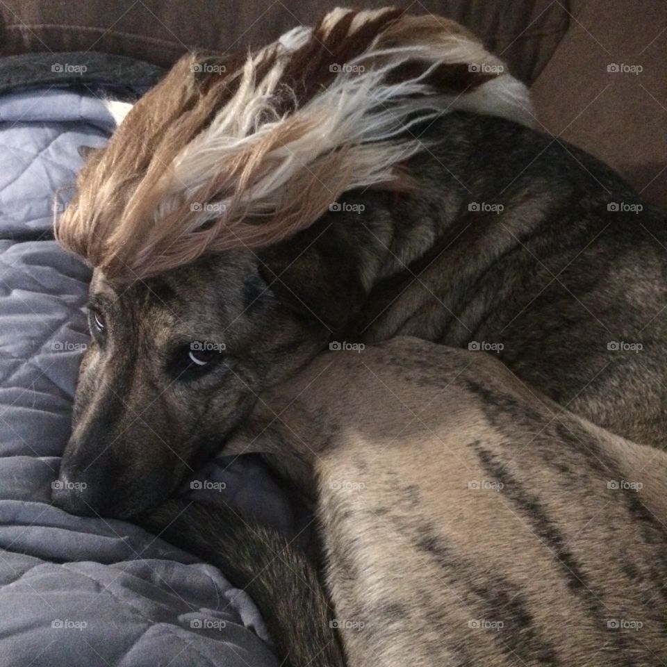 Brindle mutt dog with a sweet Mohawk made out of yarn