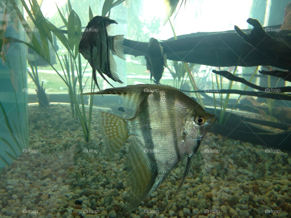 Angelfish aquarium in the town of Barcelos, AM, Brasil