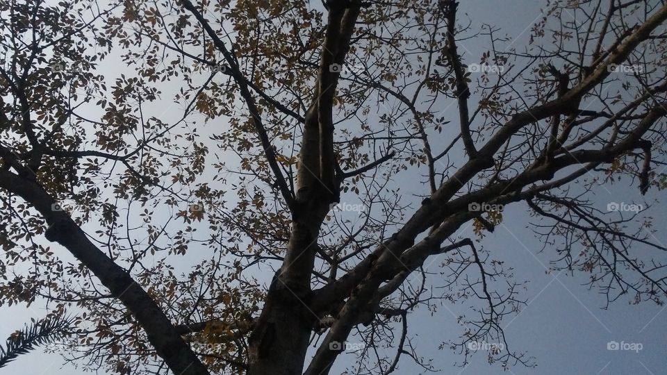 A beautiful scene of trees in the evening time.