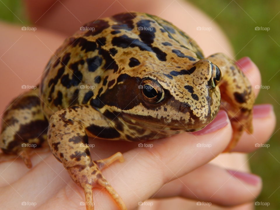Big frog sitting on the hand