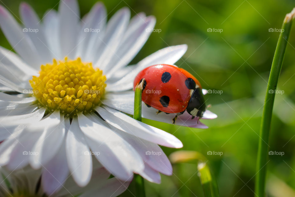 Ladybug on a daisy