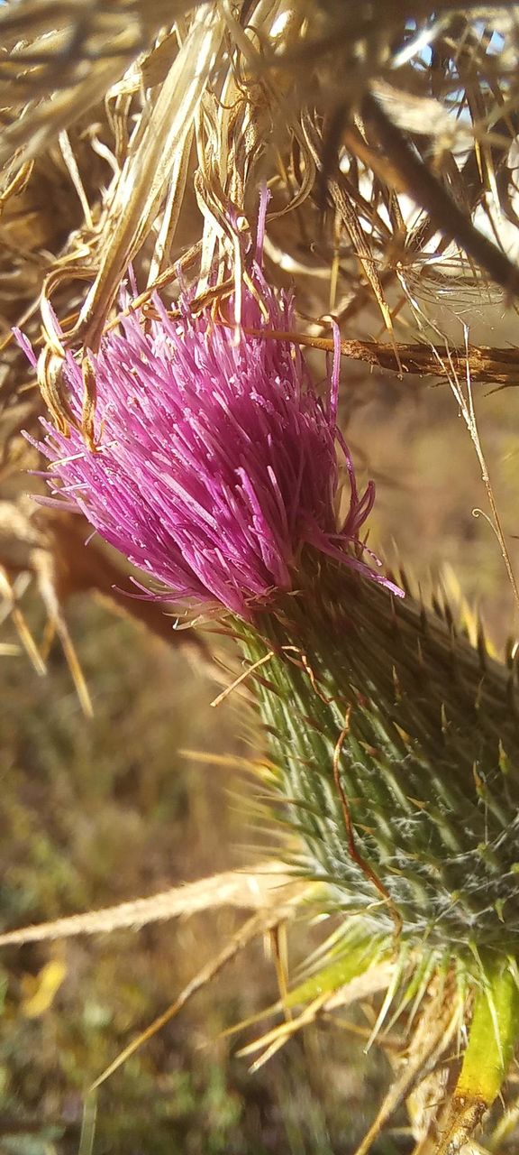plant