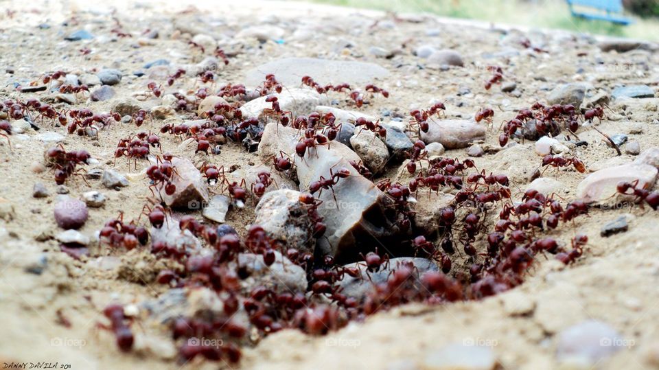 Ants 