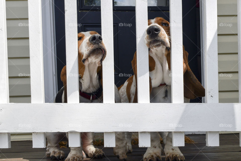 Basset Hounds on the Porch