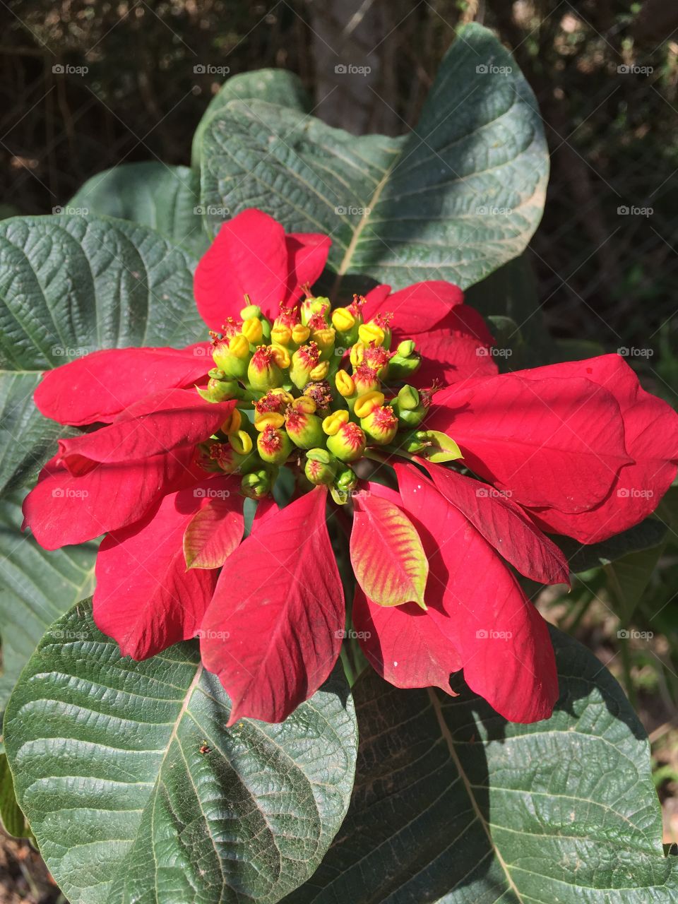 Flores exuberantes da natureza inspiradora. As cores são vivas é muito chamativa.