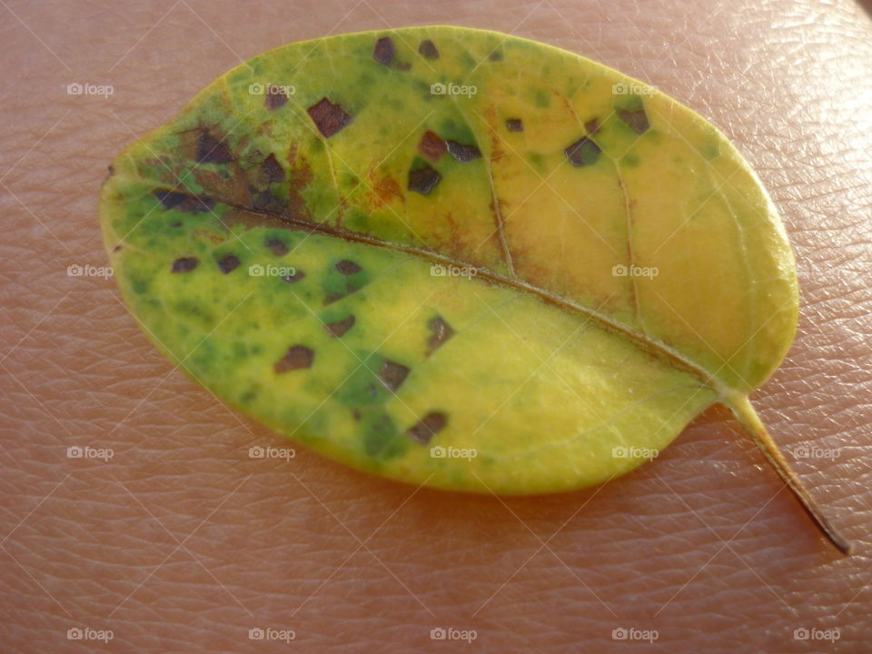 A close-up of a leaf