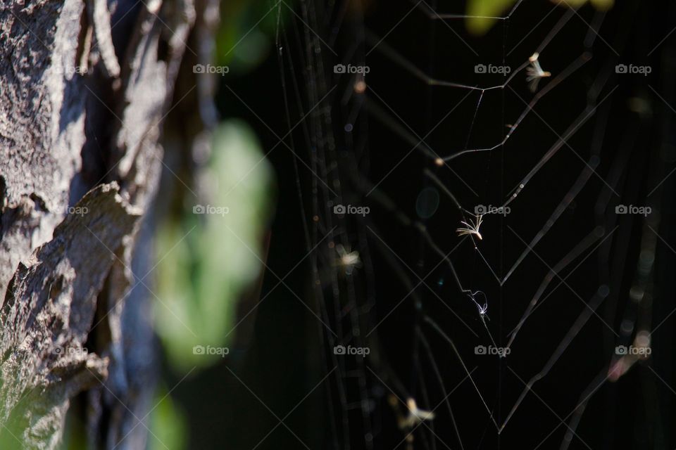 Close-up of spider web