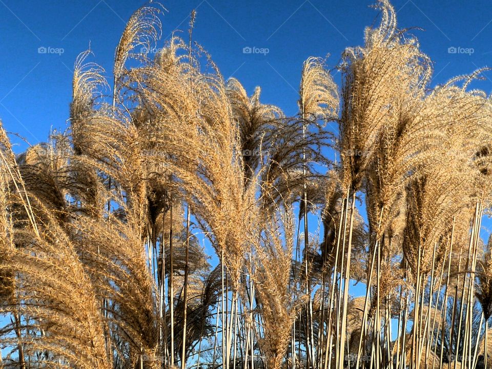 Fall fronds