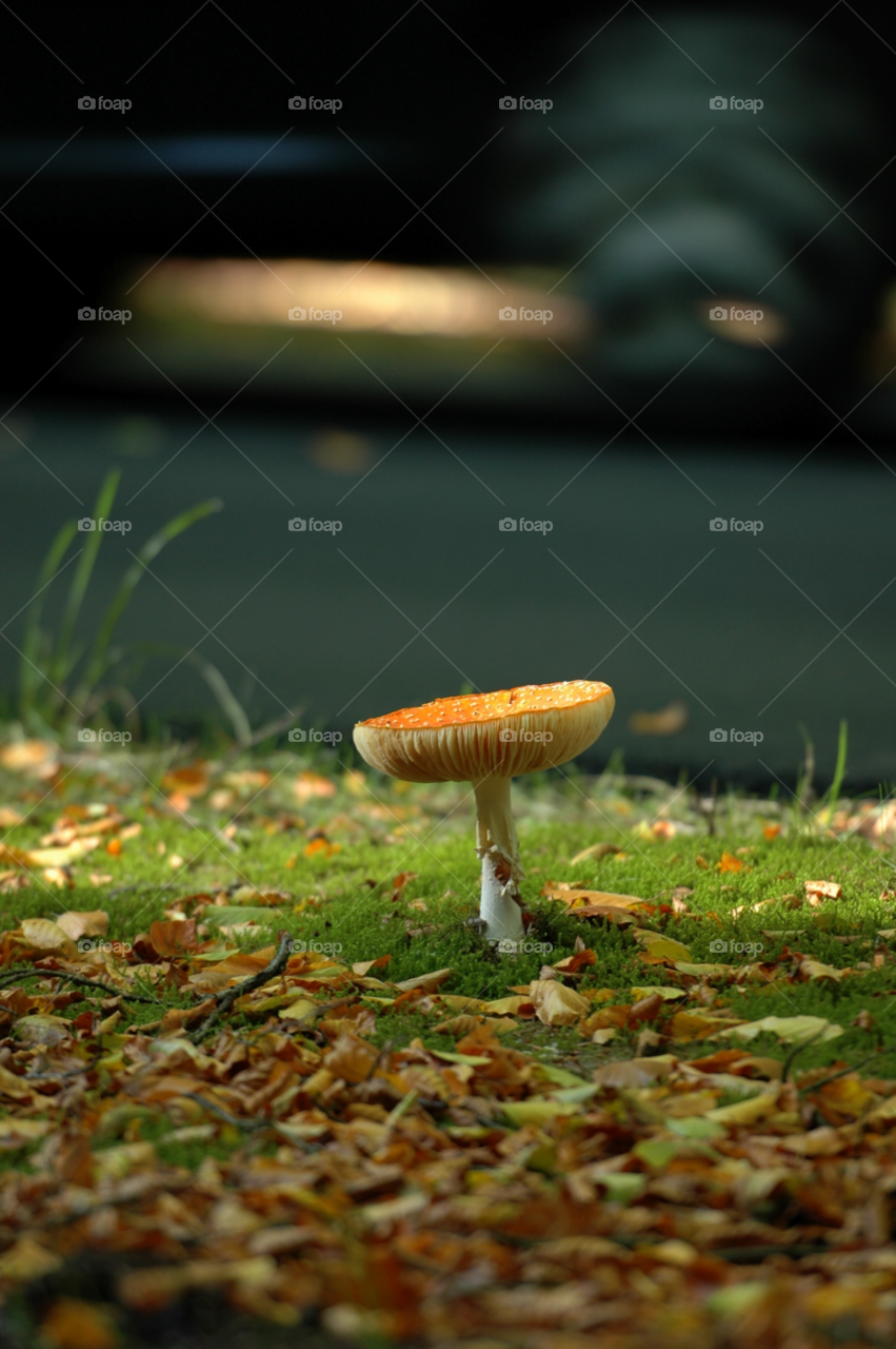 fall autumn mushroom by ibphotography