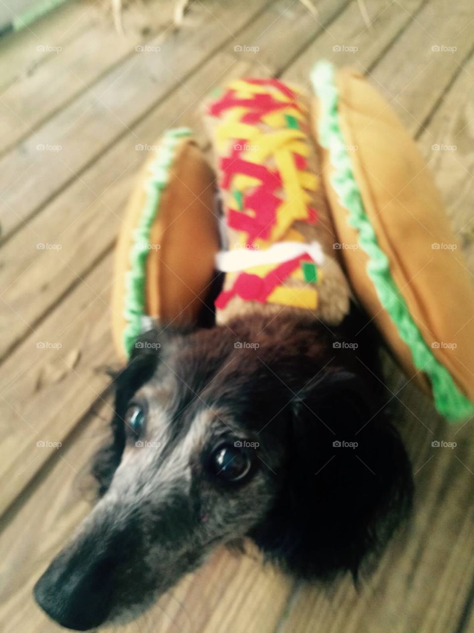 Dachshund taco 