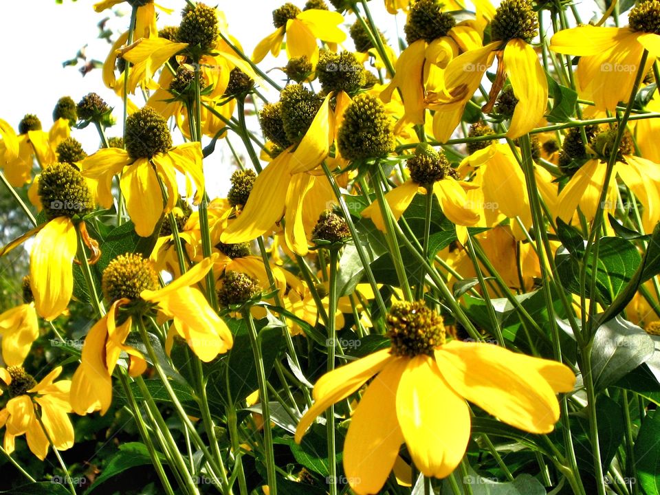 Black eyed Susan. Flowers