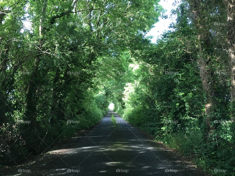 A tunnel created by nature down an Ireland Road. 