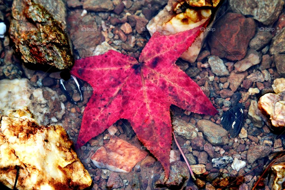 floating red leaf.