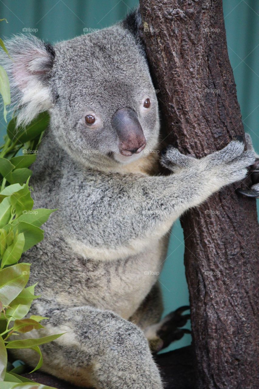 Koala in tree