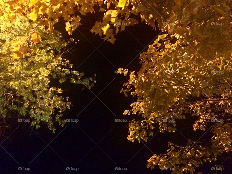 Autumn night sky. Looking up to the night sky through autumnal foliage.