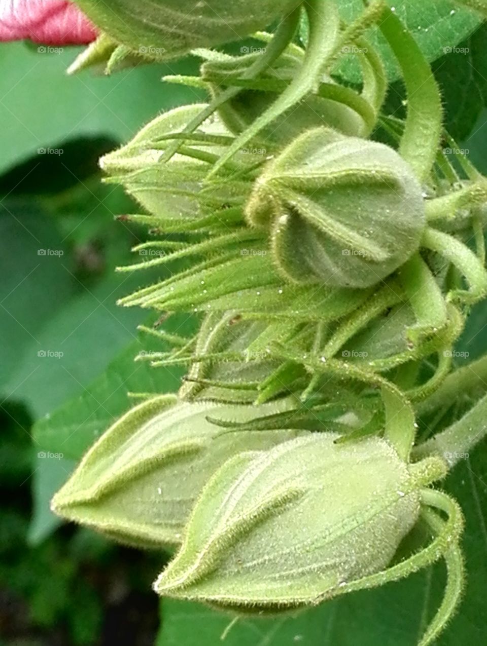 Flower buds - cotton rose