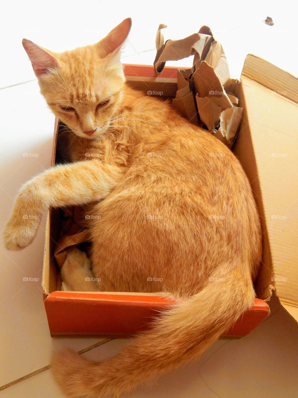 cat on the box