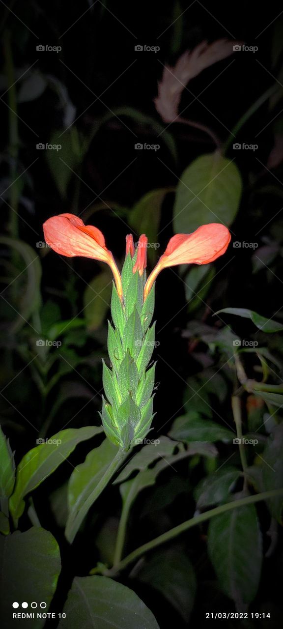red flower plant