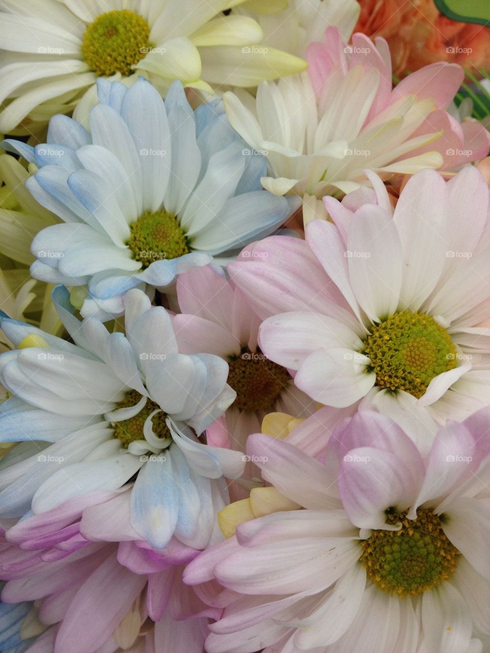 Pastel Daisies