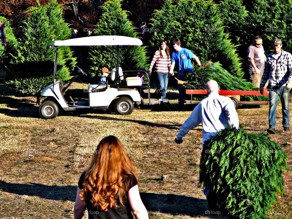 Tree farm in Georgia Georgia