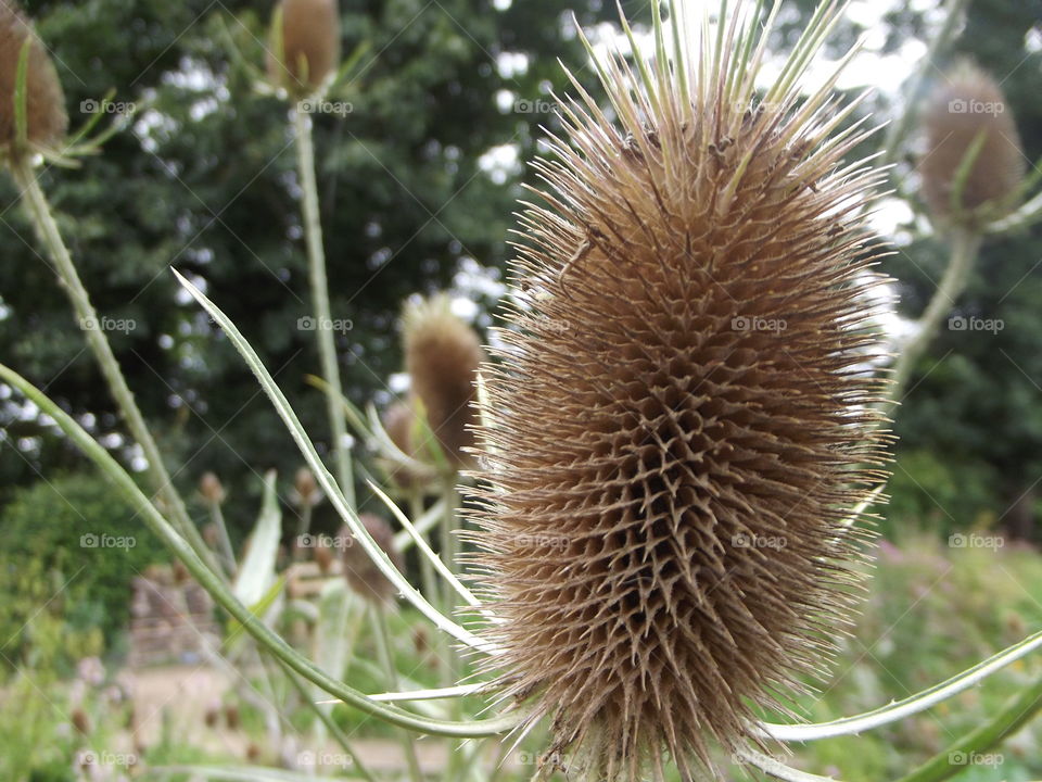 Teasel Flower Head